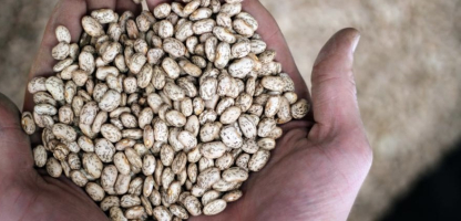 Konya Leads in Dry Bean Production