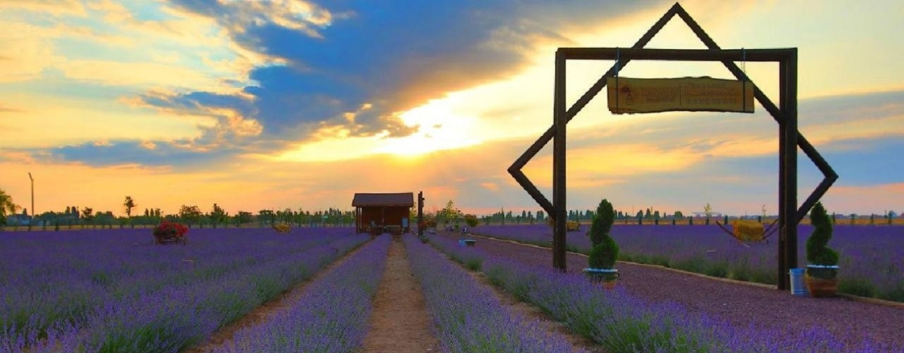 Miracle of Lavander 