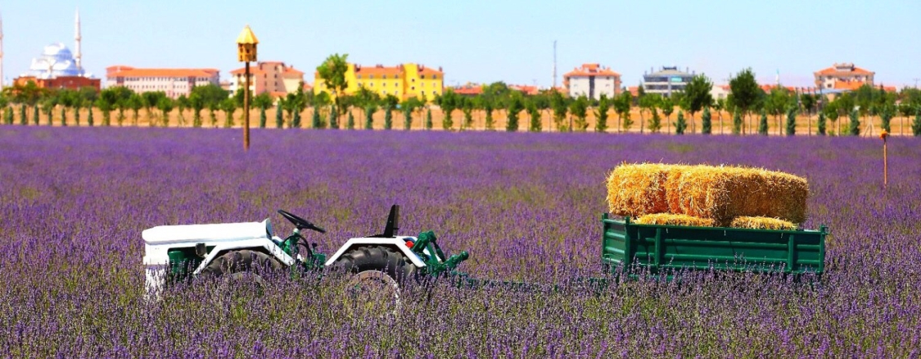 Lavonya Brand Grows in Konya, Supports Local Farmers