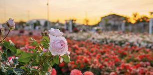 A Rose Garden Inspired by Rumi in Konya