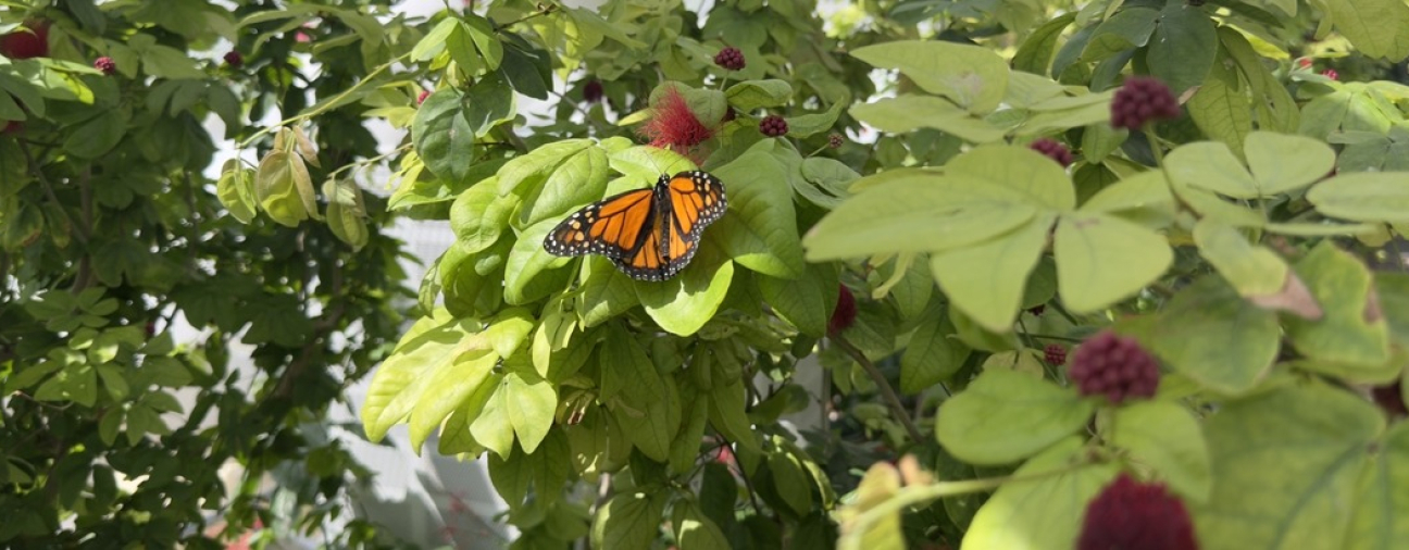 Konya Butterfly Garden Hosts Monarch Butterflies