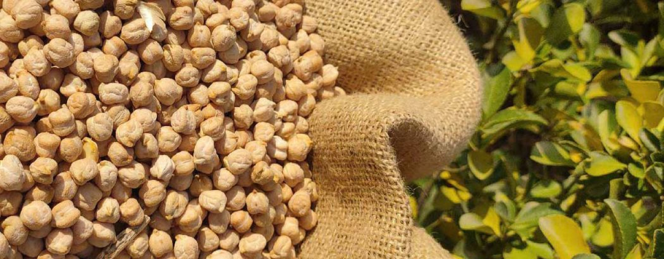 Chickpea Support Provided to Producers in the 22 Districts of Konya