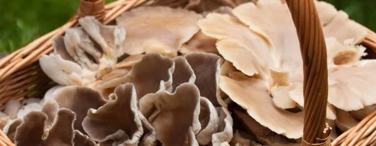 Konya Mushrooms Reach Japan and China