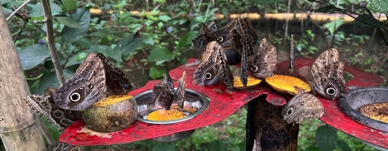 Panamanian Butterflies Spread Wings in Selçuklu, Turkey