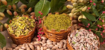 Pistachio Farming Grows in Konya Districts
