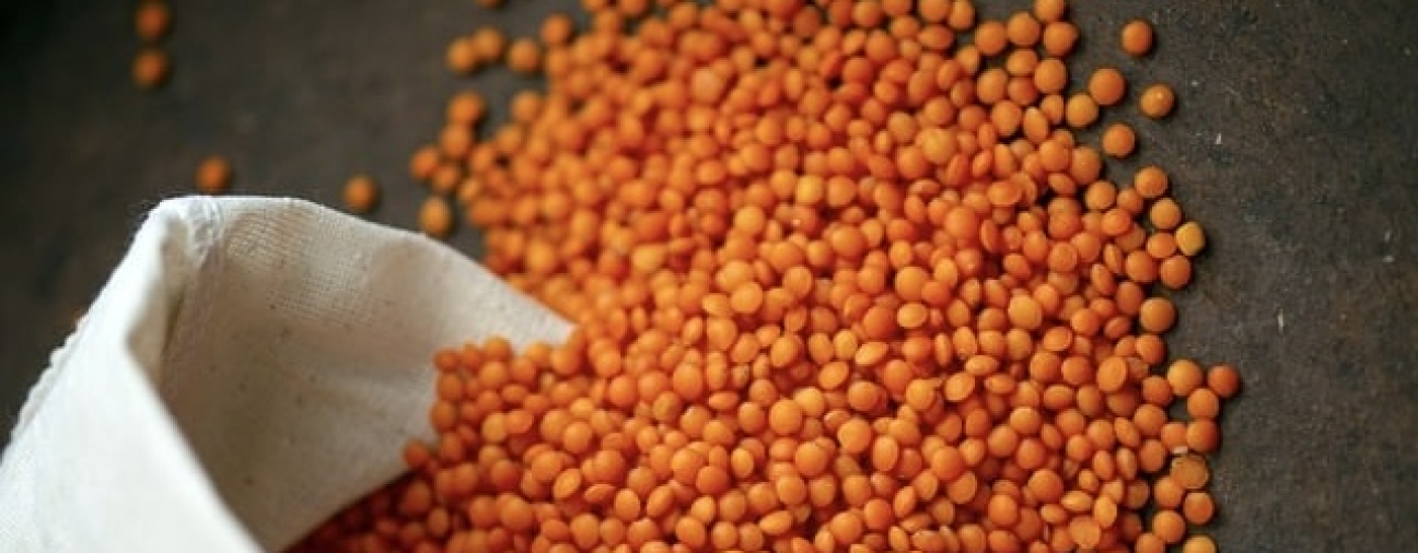 Red Lentil Harvest Begins in Beyşehir