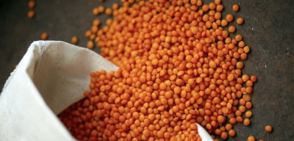 Red Lentil Harvest Begins in Beyşehir