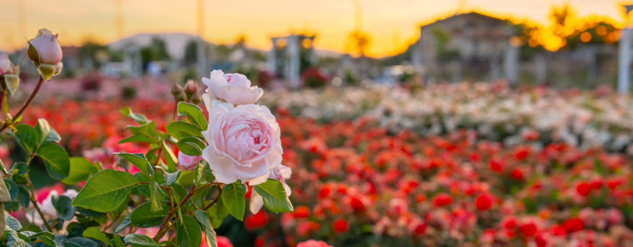 50,000 Roses of 190 Different Species
