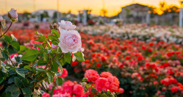 50,000 Roses of 190 Different Species