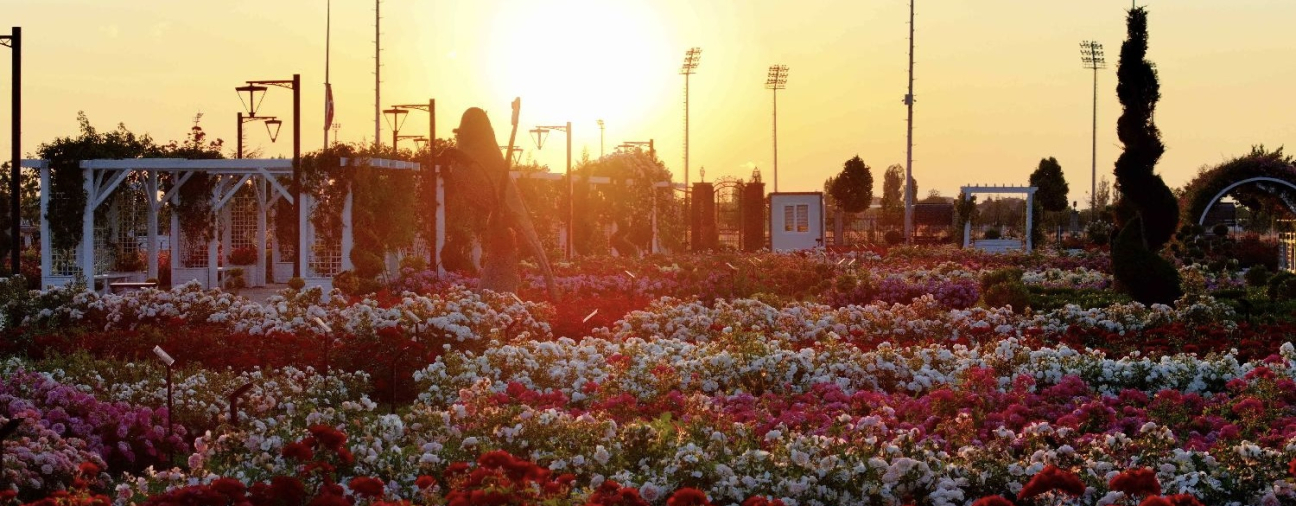 Rose Season Begins at Karatay Mevlana Rose Park