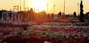 Rose Season Begins at Karatay Mevlana Rose Park