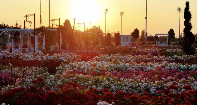 Rose Season Begins at Karatay Mevlana Rose Park