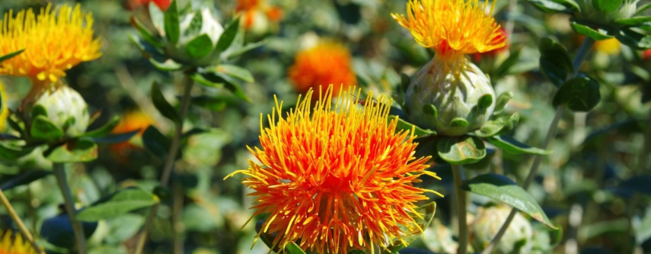Konya Expands Drought-Resistant Safflower Support for Farmers
