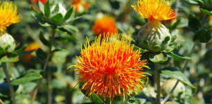 Konya Expands Drought-Resistant Safflower Support for Farmers