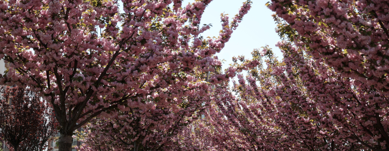 No Need to Travel to Japan for Sakura Season; It Has Begun in Konya
