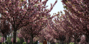 No Need to Travel to Japan for Sakura Season; It Has Begun in Konya