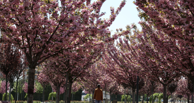 No Need to Travel to Japan for Sakura Season; It Has Begun in Konya