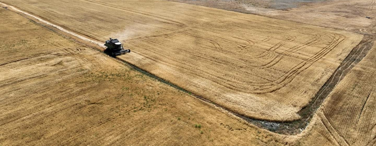 Selçuklu Harvests First Barley Crop from Idle Land