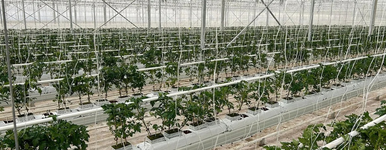 Geothermal heated greenhouse in Konya by Agrotermal