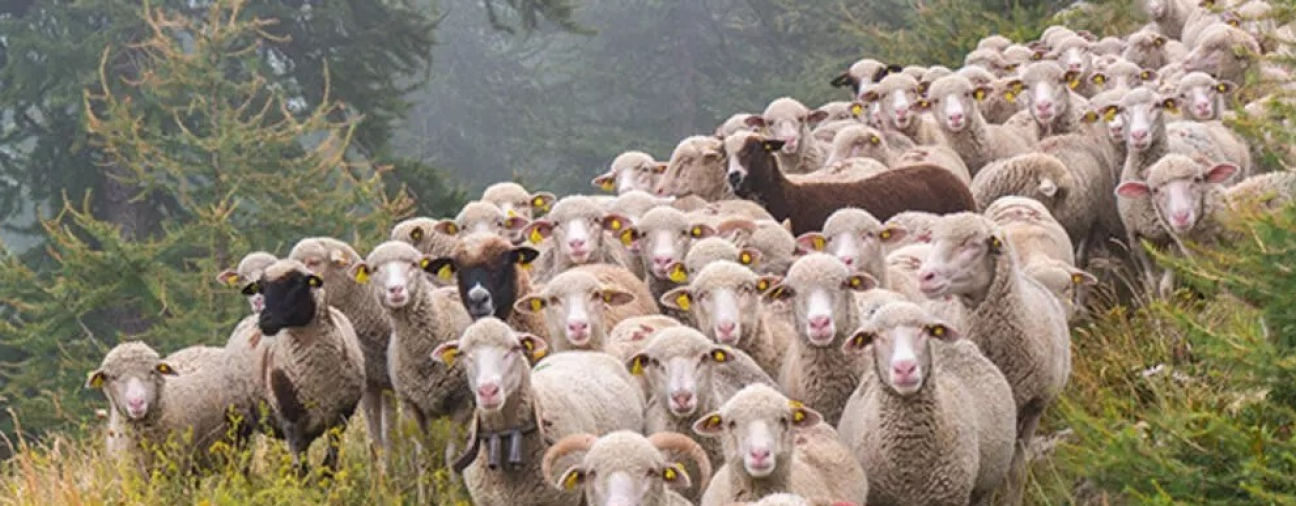 Konya is the 2nd with 3 million 59 thousand sheep and goats