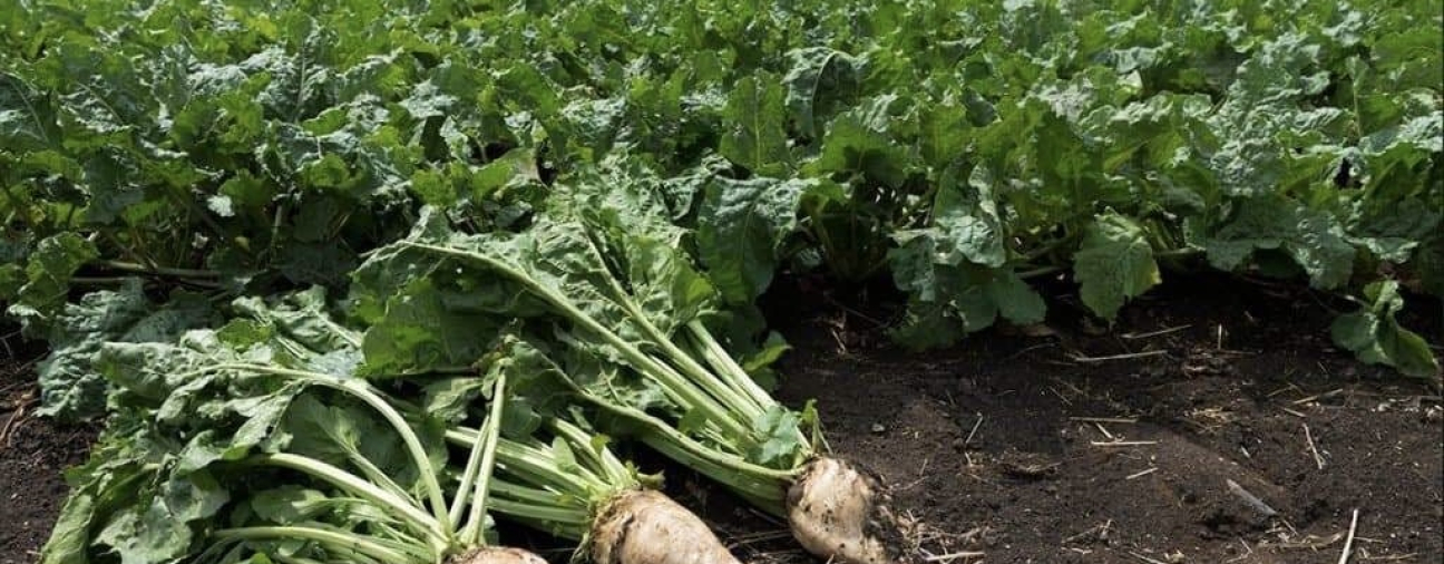 Konya Plays a Key Role in Türkiye’s Sugar Industry Through Beet Production
