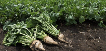 Konya Plays a Key Role in Türkiye’s Sugar Industry Through Beet Production