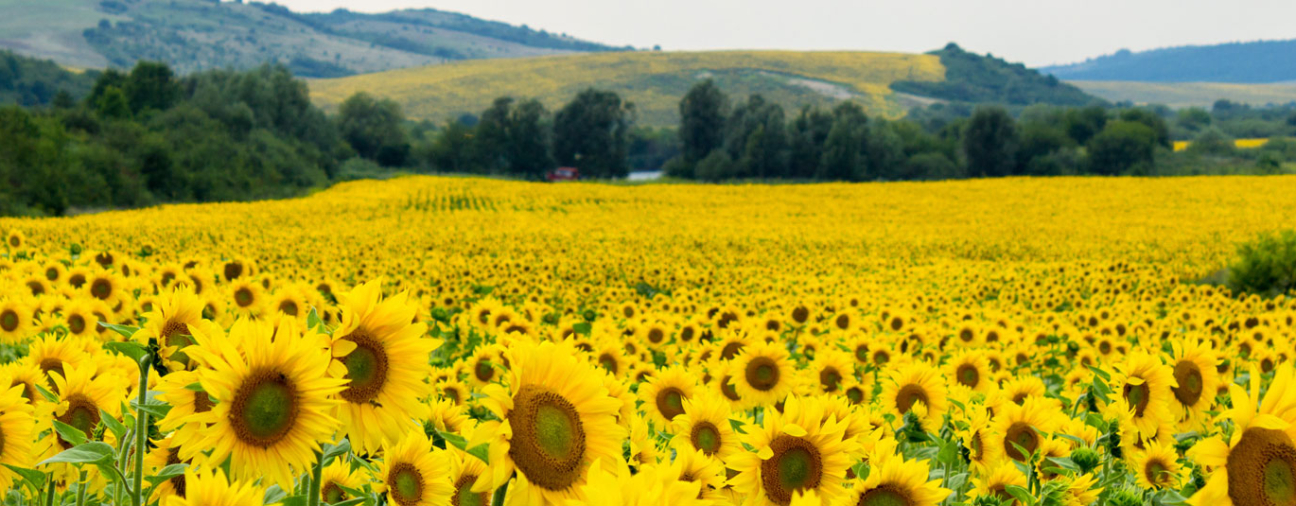 The New Favorite of Farmers in Konya: Sunflowers