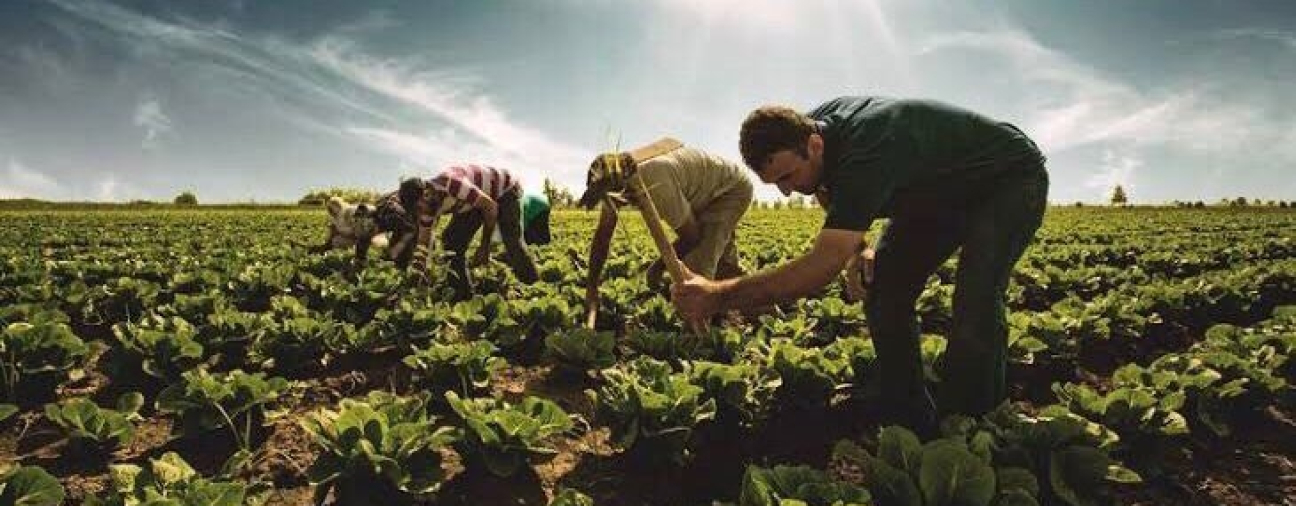 Unused Farmland in Konya Brought Back into Production Through Chickpea Cultivation