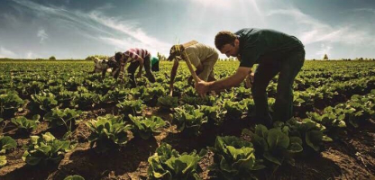 Unused Farmland in Konya Brought Back into Production Through Chickpea Cultivation
