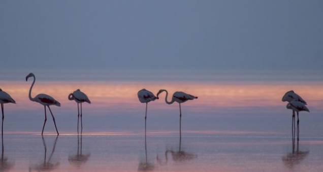 Record Rainfall Brings Flamingos Back to Lake Tuz