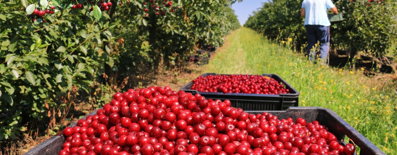 Konya Takes the Top Spot in Cherry Production