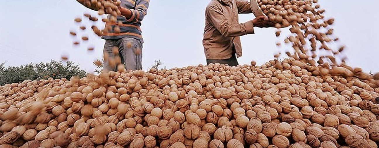 Harvesting Continues in Konya's Fertile Lands